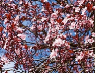 Prunus cerasifera 'Nigra'  -CAC-