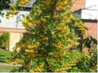 Pyracantha 'Soleil d'Or'