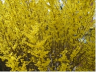 Forsythia intermedia Lynwood
