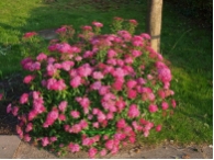 Spiraea japonica Anthony Waterer