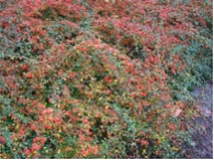 Cotoneaster dammeri 'Skogholm'