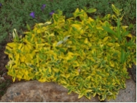 Euonymus fortunei Emerald Gold