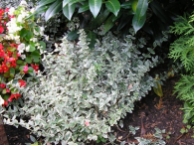 Euonymus fortunei 'Emerald Gaiety'