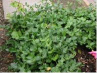 Euonymus fortunei radicans