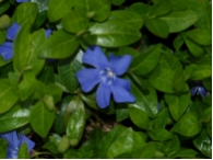 Vinca minor