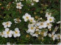 Potentilla fruticosa  'Abbotswood'
