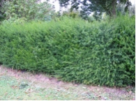 Taxus baccata
