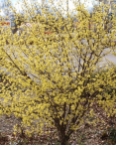 Cornus mas