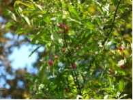 Euonymus europaeus