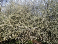 Prunus spinosa CAC