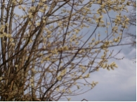 Salix caprea