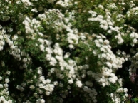 Spiraea vanhouttei