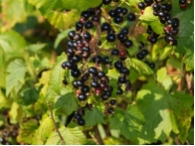 Johannisbeere 'Silvergieters Schwarze' CAC