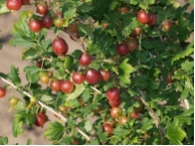 Stachelbeere 'Hinnom�kii Rot' CAC