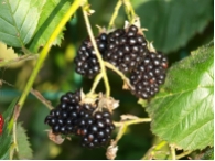 Rubus fruticosa 'Black Satin' CAC