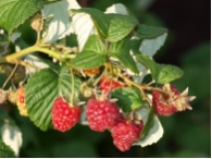 Himbeere 'Malling Promise' CAC