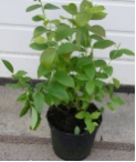 Vaccinium corymbosum 'Goldtraube'