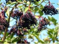 Sambucus nigra