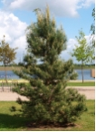 Pinus sylvestris