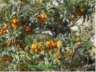 Hippophae rhamnoides