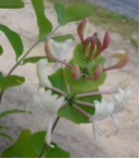 Gei�blatt - Lonicera caprifolium
