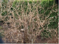 Corylus avellana 'Contorta'