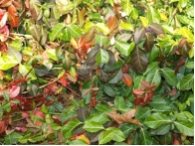 Euonymus fortunei 'Coloratus'