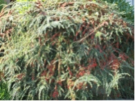 Cotoneaster horizontalis