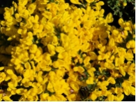 Cytisus decumbens