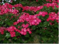 Crataegus laevigata Paul`s Scarlet