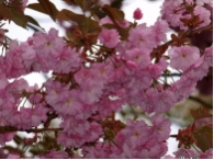 Prunus serrulata Kanzan