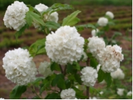 Viburnum opulus Roseum