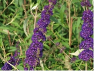 Buddleja davidii  'Black Knight'
