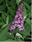 Buddleja davidii  'Facination'