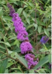 Buddleja davidii 'Ile de France'