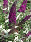 Buddleja davidii  'Cardinal'