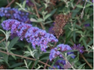 Buddleja davidii 'Nanho Blue'