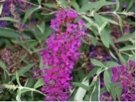 Buddleja davidii 'Nanho Purple'