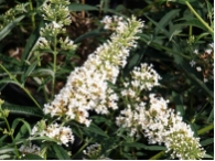 Buddleja  davidii 'Nanho White'