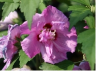 Hibiscus syriacus 'Ardens'