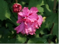 Hibiscus syriacus 'Duc de Brabant'