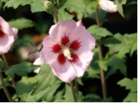 Hibiscus syriacus 'Hamabo'