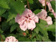Hibiscus syriacus 'Lady Stanley'