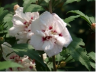 Hibiscus syriacus 'Speciosus'