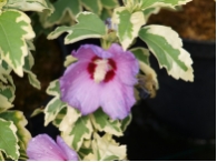 Hibiscus syriacus 'Purpureus Variegatus'
