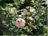 Hibiscus syriacus 'Mathilda'