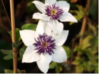 Clematis florida Bicolor