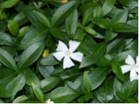 Vinca minor Alba