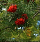 Sorbus aucuparia
