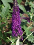 Buddleja davidii 'African Queen'